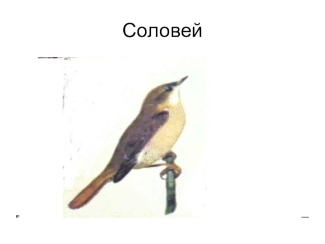 Соловей