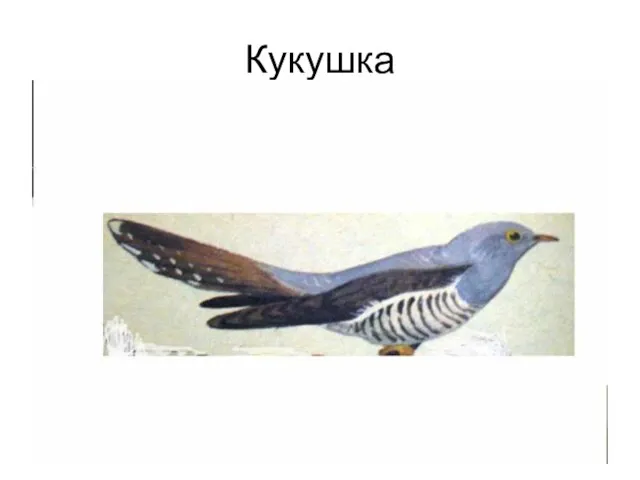 Кукушка