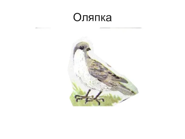 Оляпка