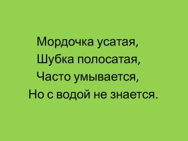 Мордочка усатая, Шубка полосатая, Часто умывается, Но с водой не знается.