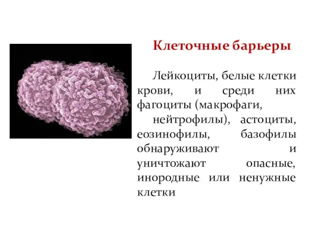 Клеточные барьеры Лейкоциты, белые клетки крови, и среди них фагоциты (макрофаги, нейтрофилы),