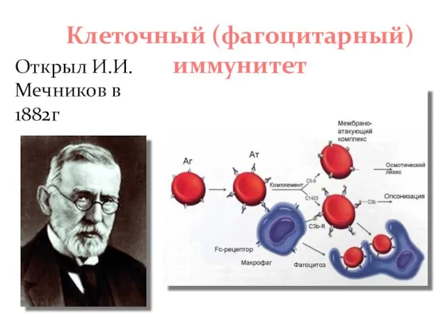 Клеточный (фагоцитарный) иммунитет Открыл И.И.Мечников в 1882г