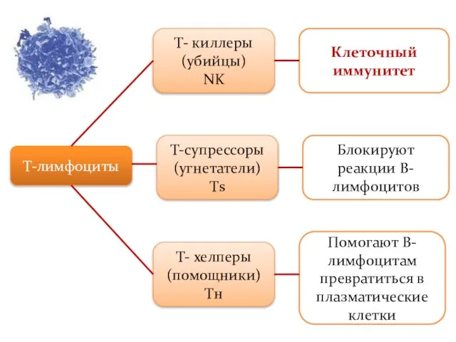 Т-лимфоциты Т- киллеры (убийцы) NK Т-супрессоры (угнетатели) Тs Т- хелперы (помощники) Tн