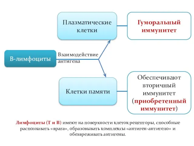 В-лимфоциты Плазматические клетки Клетки памяти Гуморальный иммунитет Обеспечивают вторичный иммунитет (приобретенный иммунитет)