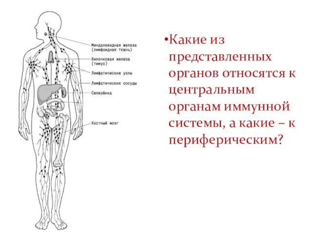 Какие из представленных органов относятся к центральным органам иммунной системы, а какие – к периферическим?