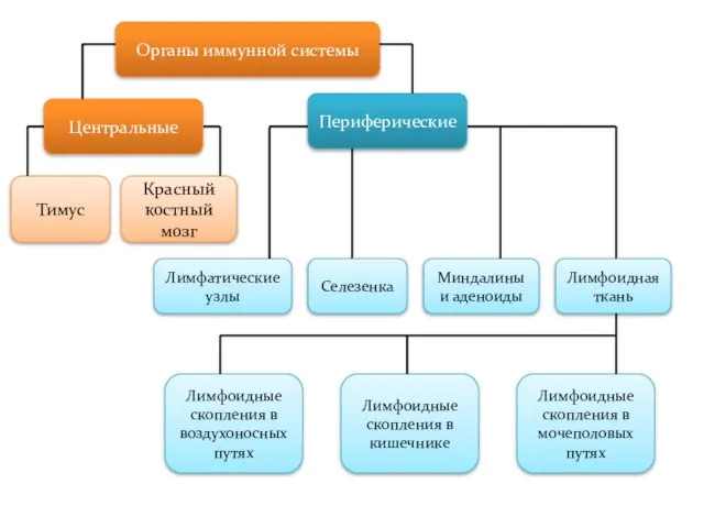 Органы иммунной системы Центральные Периферические Тимус Красный костный мозг Лимфатические узлы Селезенка