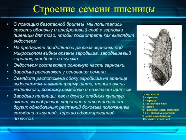 Строение семени пшеницы С помощью безопасной бритвы мы попытались срезать оболочку и