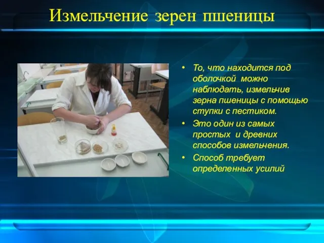 Измельчение зерен пшеницы То, что находится под оболочкой можно наблюдать, измельчив зерна