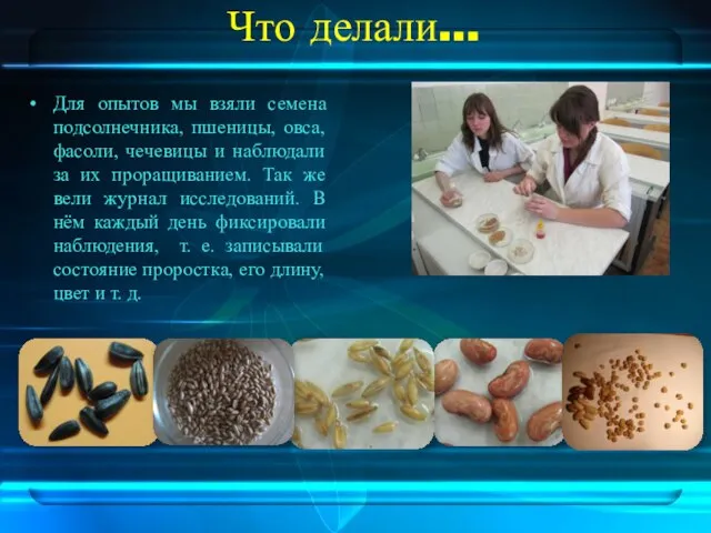 Что делали… Для опытов мы взяли семена подсолнечника, пшеницы, овса, фасоли, чечевицы