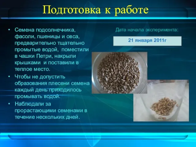 Подготовка к работе Семена подсолнечника, фасоли, пшеницы и овса, предварительно тщательно промытые