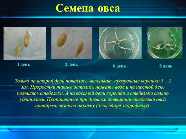 Только на второй день появились маленькие, прозрачные корешки 1 – 2 мм.