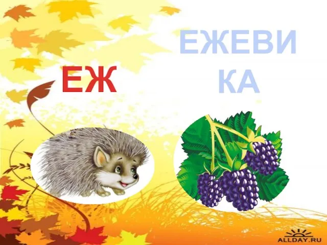 ЕЖ ЕЖЕВИКА