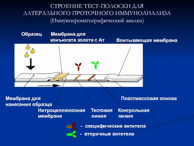 СТРОЕНИЕ ТЕСТ-ПОЛОСКИ ДЛЯ ЛАТЕРАЛЬНОГО ПРОТОЧНОГО ИММУНОАНАЛИЗА (Иммунохроматографический анализ) Образец Мембрана для конъюгата