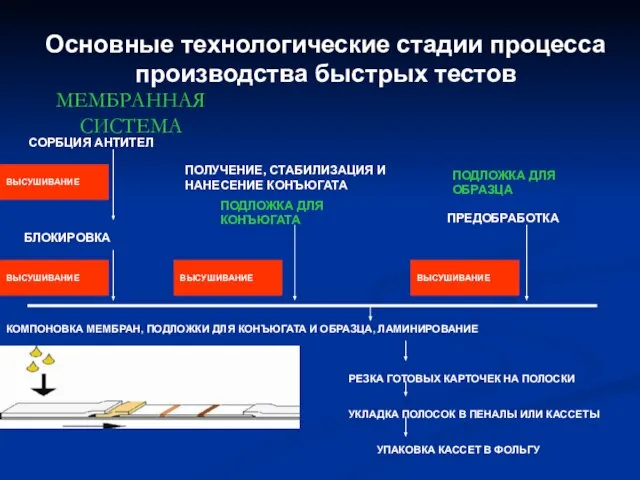 МЕМБРАННАЯ СИСТЕМА ПОДЛОЖКА ДЛЯ КОНЪЮГАТА ПОДЛОЖКА ДЛЯ ОБРАЗЦА СОРБЦИЯ АНТИТЕЛ ВЫСУШИВАНИЕ КОМПОНОВКА