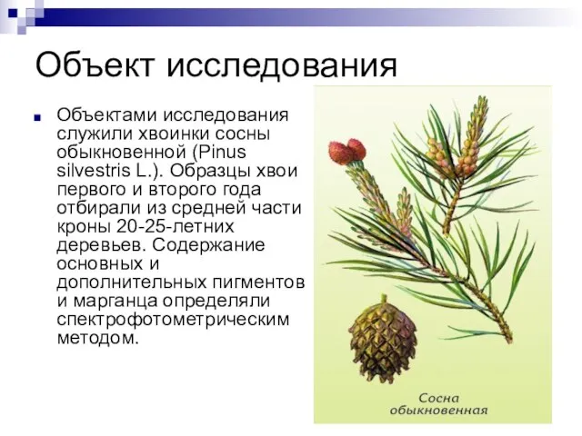 Объект исследования Объектами исследования служили хвоинки сосны обыкновенной (Pinus silvestris L.). Образцы