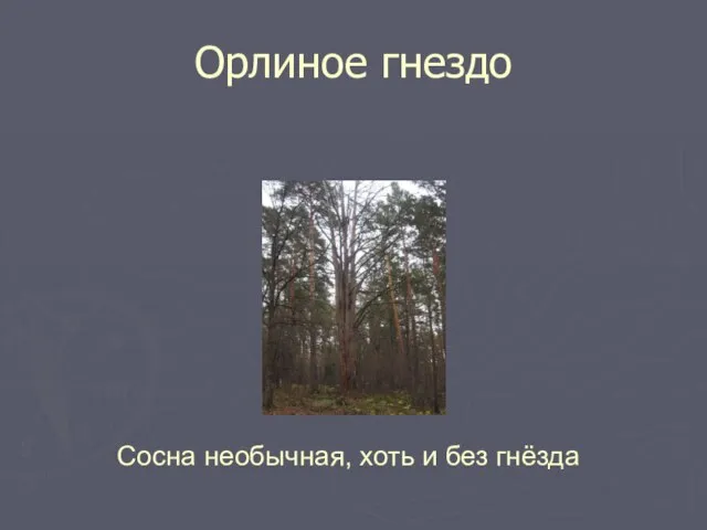 Орлиное гнездо Сосна необычная, хоть и без гнёзда