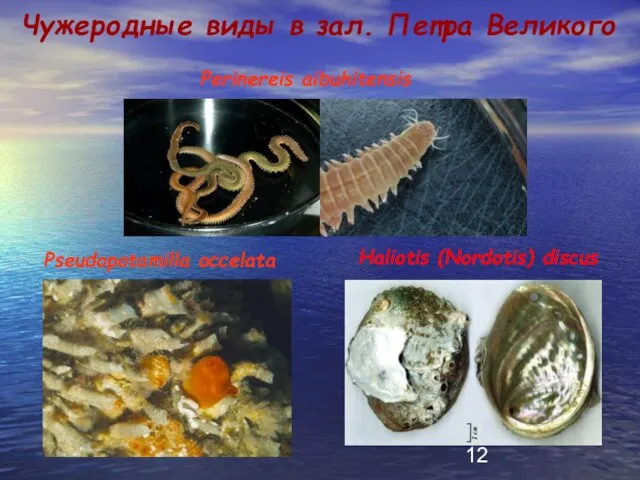 Чужеродные виды в зал. Петра Великого Pseudopotamilla occelata Haliotis (Nordotis) discus Perinereis aibuhitensis