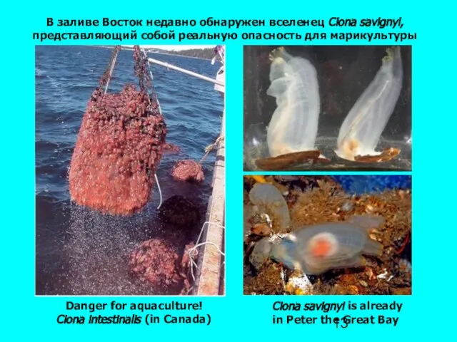 Danger for aquaculture! Ciona intestinalis (in Canada) Ciona savignyi is already in