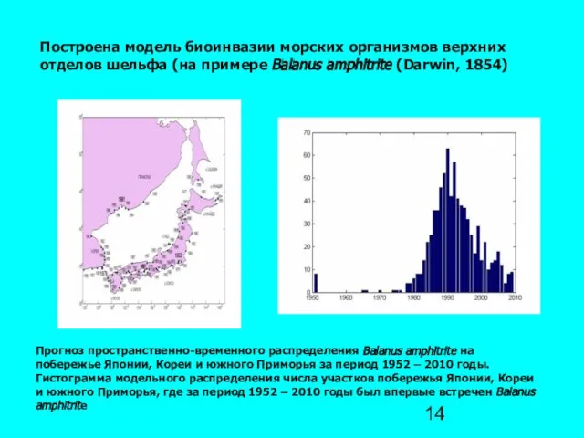 Построена модель биоинвазии морских организмов верхних отделов шельфа (на примере Balanus amphitrite