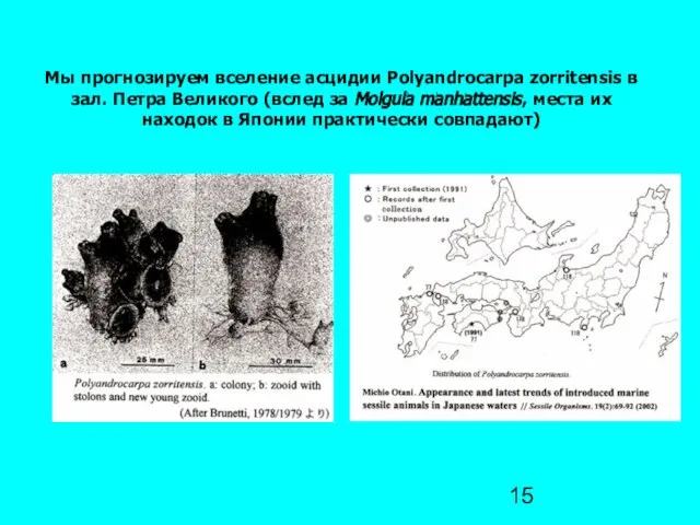 Мы прогнозируем вселение асцидии Polyandrocarpa zorritensis в зал. Петра Великого (вслед за