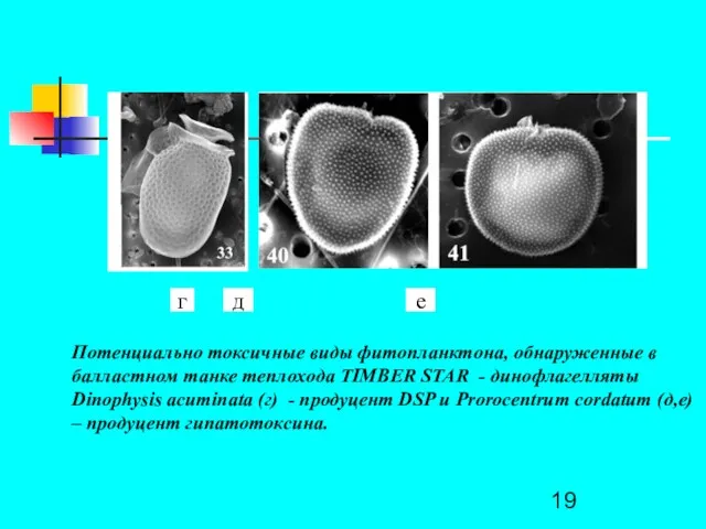 е д г Потенциально токсичные виды фитопланктона, обнаруженные в балластном танке теплохода