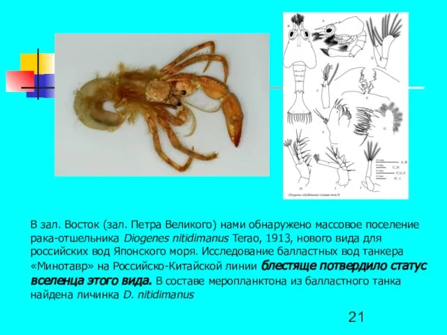 В зал. Восток (зал. Петра Великого) нами обнаружено массовое поселение рака-отшельника Diogenes