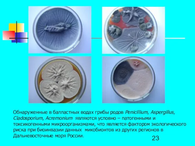 Обнаруженные в балластных водах грибы родов Penicillium, Aspergillus, Cladosporium, Acremonium являются условно