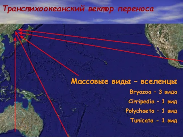 Транстихоокеанский вектор переноса Массовые виды – вселенцы Bryozoa – 3 вида Cirripedia