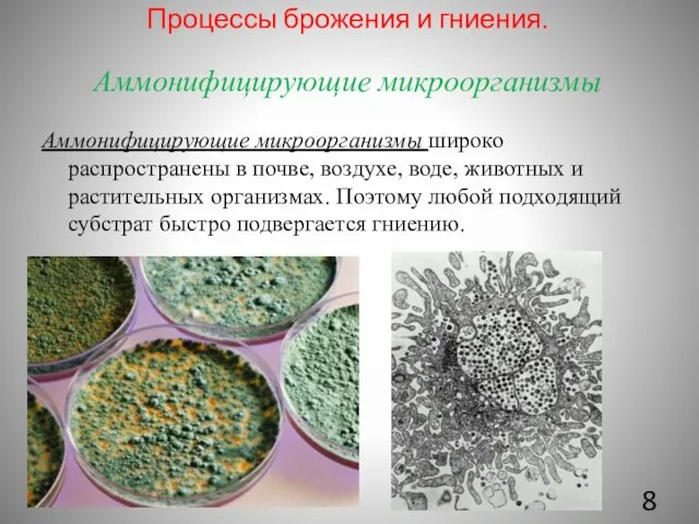Аммонифицирующие микроорганизмы Аммонифицирующие микроорганизмы широко распространены в почве, воздухе, воде, животных и