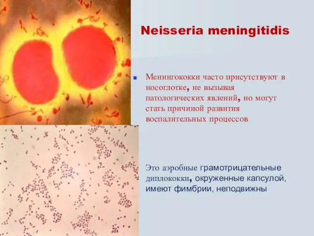 Neisseria meningitidis Менингококки часто присутствуют в носоглотке, не вызывая патологических явлений, но