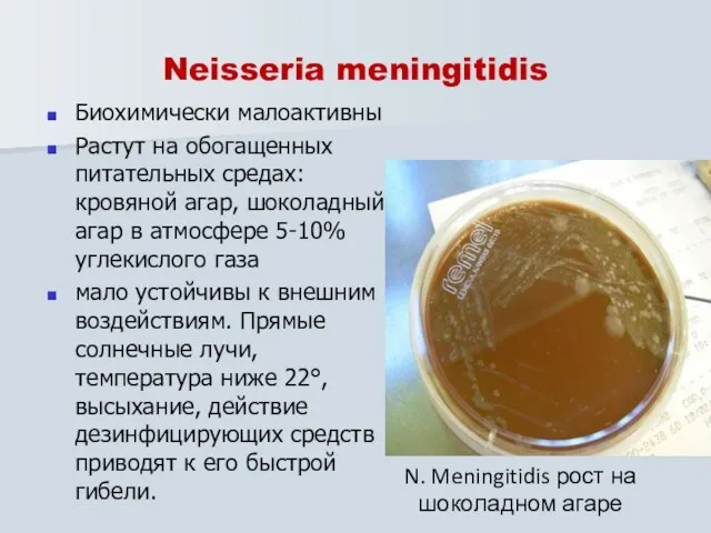 Neisseria meningitidis Биохимически малоактивны Растут на обогащенных питательных средах: кровяной агар, шоколадный