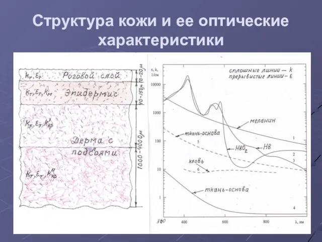 Структура кожи и ее оптические характеристики