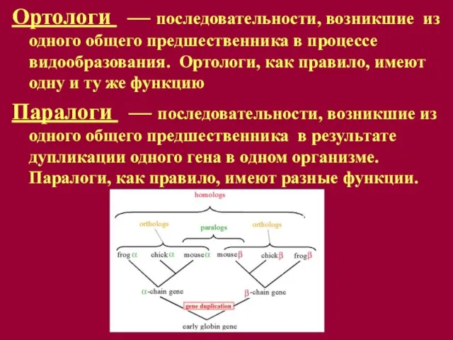 Ортологи — последовательности, возникшие из одного общего предшественника в процессе видообразования. Ортологи,