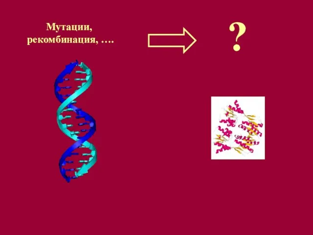 Мутации, рекомбинация, …. ?