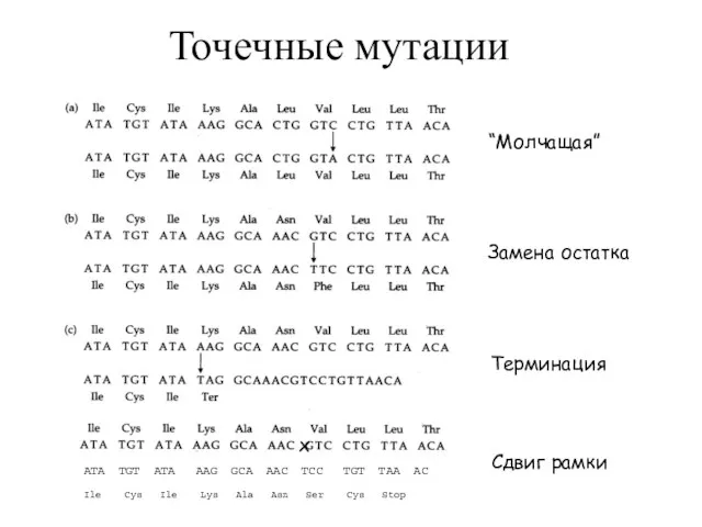 Точечные мутации “Молчащая” Замена остатка Терминация ATA TGT ATA AAG GCA AAC