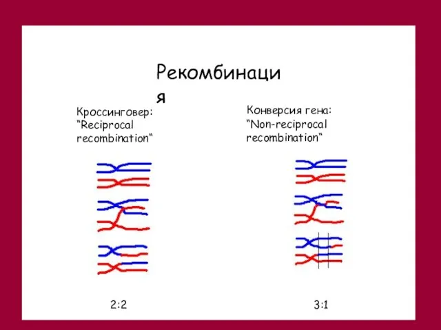 Конверсия гена: “Non-reciprocal recombination“ Рекомбинация Кроссинговер: “Reciprocal recombination“ 2:2 3:1