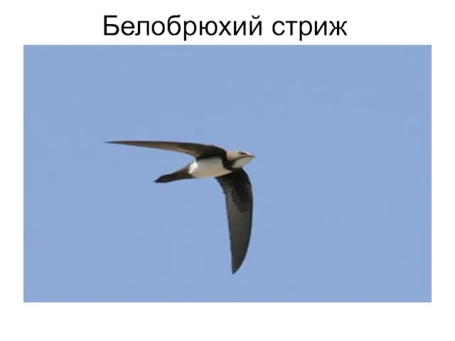 Белобрюхий стриж