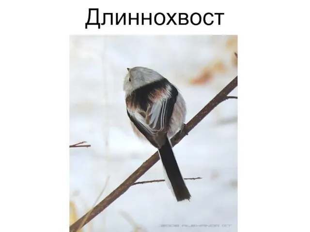 Длиннохвост