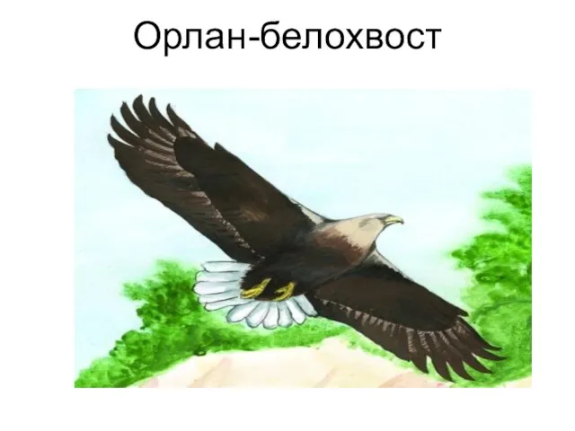 Орлан-белохвост