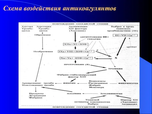 Схема воздействия антикоагулянтов