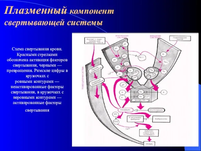 Плазменный компонент свертывающей системы Схема свертывания крови. Красными стрелками обозначена активация факторов