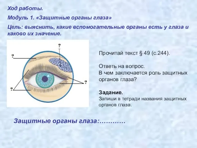Ход работы. Модуль 1. «Защитные органы глаза» Цель: выяснить, какие вспомогательные органы