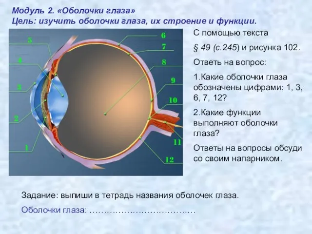 Модуль 2. «Оболочки глаза» Цель: изучить оболочки глаза, их строение и функции.