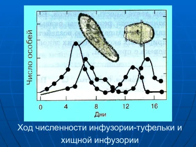 Ход численности инфузории-туфельки и хищной инфузории