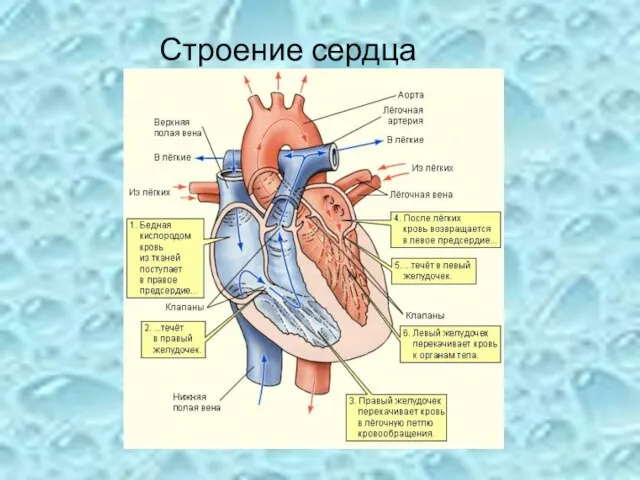 Строение сердца