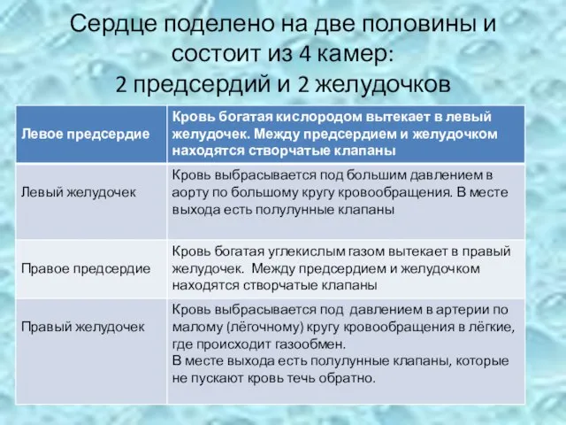 Сердце поделено на две половины и состоит из 4 камер: 2 предсердий и 2 желудочков