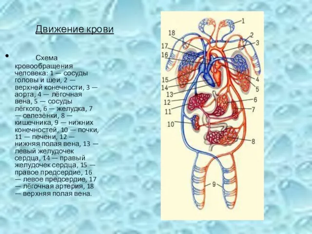 Движение крови Схема кровообращения человека: 1 — сосуды головы и шеи, 2