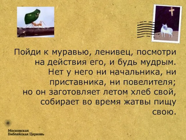 Пойди к муравью, ленивец, посмотри на действия его, и будь мудрым. Нет