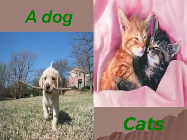 A dog Cats