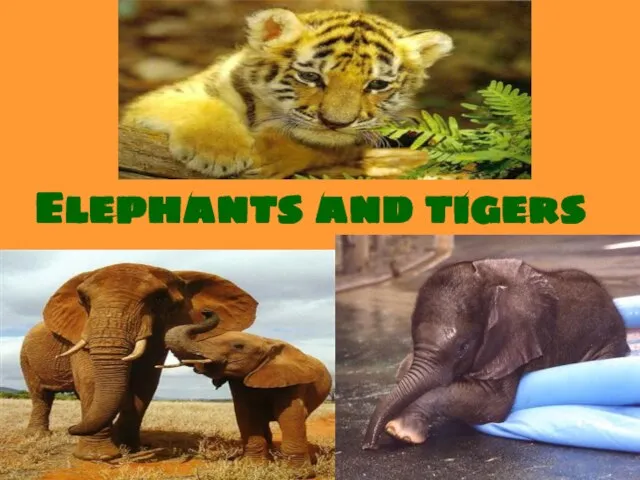 Elephants and tigers